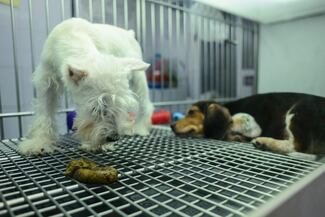 CDMX hace historia: Congreso prohíbe exhibición de animales en vitrinas