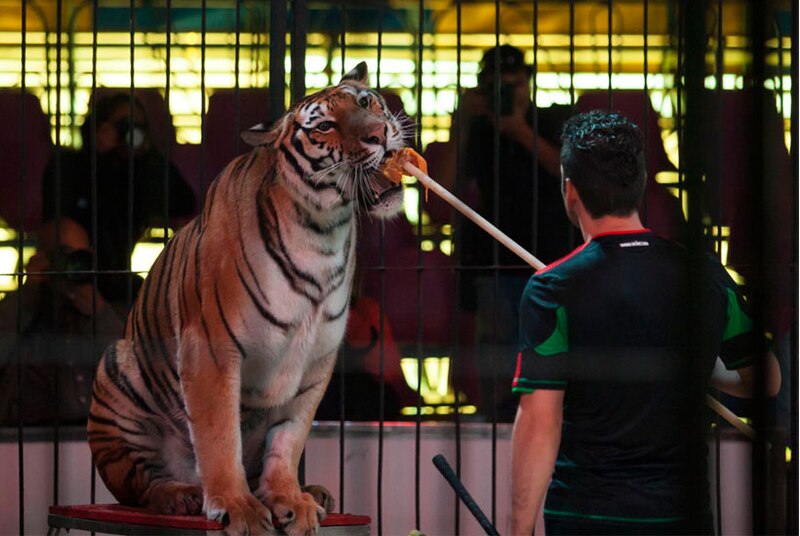 Tigre en el circo