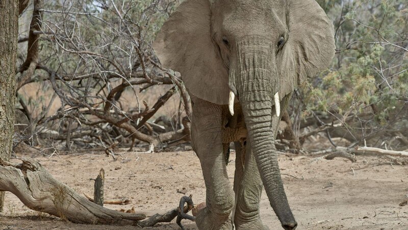 Elefante africano en la sabana