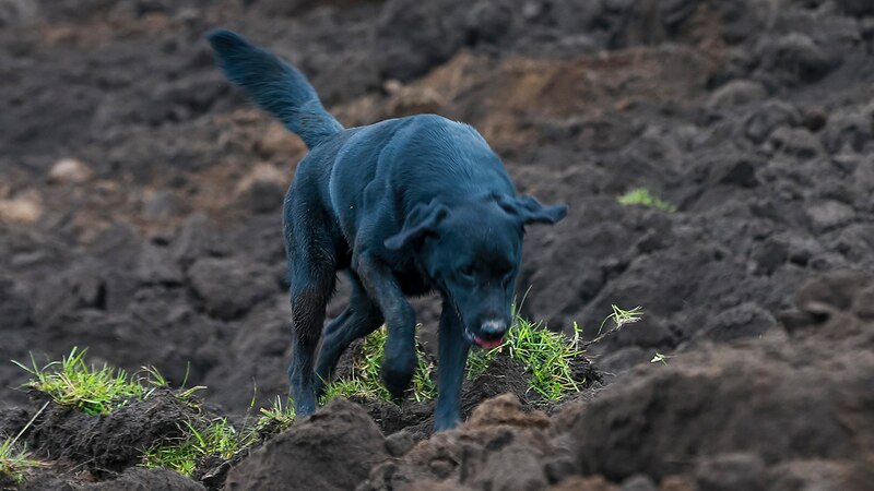 Perro labrador negro corriendo por el campo