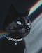 Gatos Negros: Misticismo y superstición