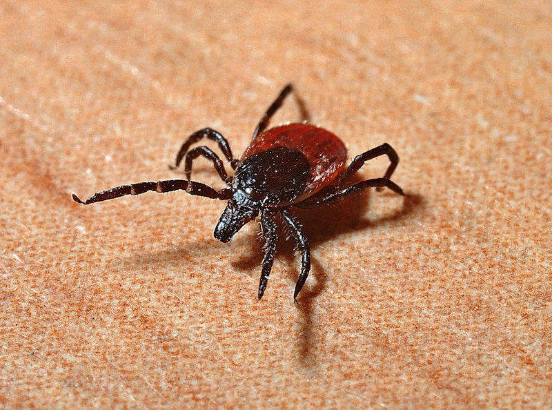 Garrapata