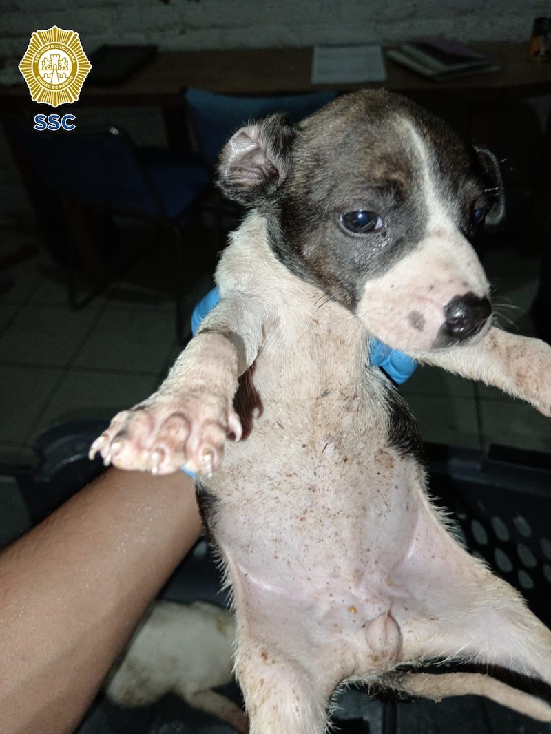 Perrito rescatado por la policía