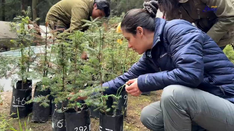 Investigadores estudian el crecimiento de los árboles en un vivero forestal.