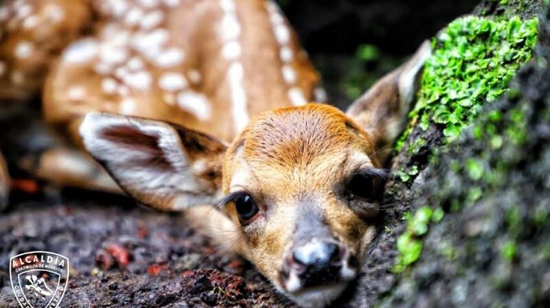 Un cervatillo recién nacido descansa junto a una roca