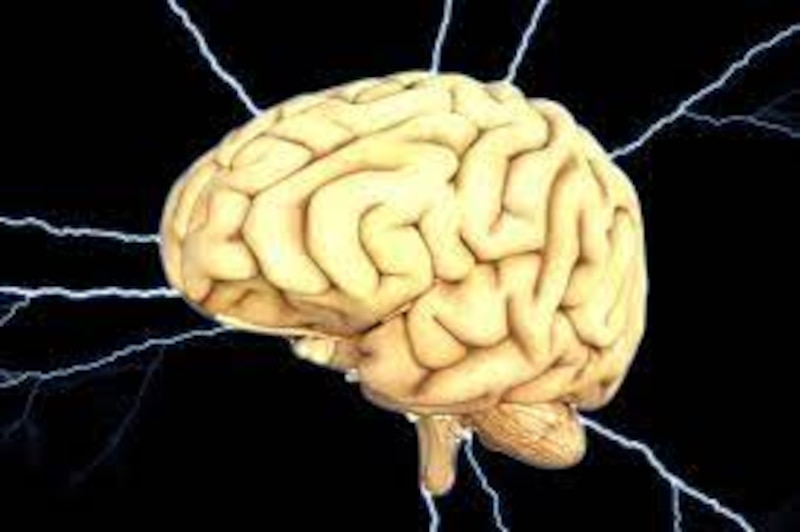 El cerebro humano