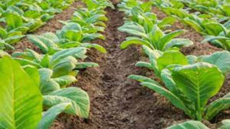 Cultivo de tabaco
