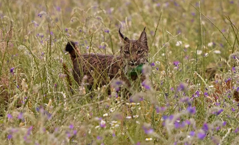 Lince ibérico en peligro de extinción