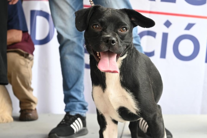 Perro negro y blanco con la lengua fuera