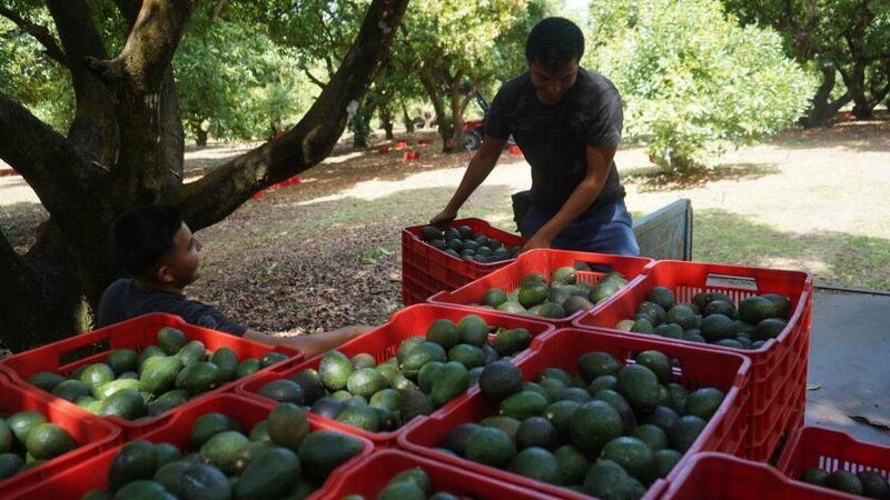 Cosecha de aguacates en México