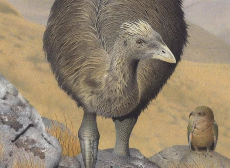 El moa: un ave gigante extinta de Nueva Zelanda
