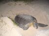 Las tortugas marinas no olvidan su playa natal