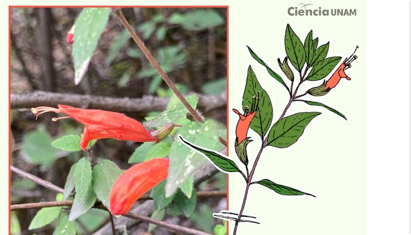 Título: Flor de la planta Salvia divinorum