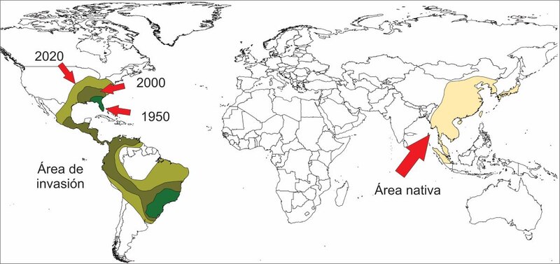 Expansión de la población de la langosta parda en el mundo