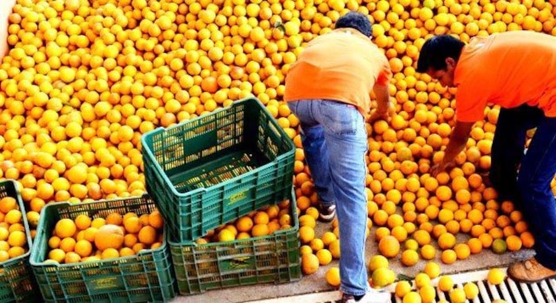 Cosecha de naranjas