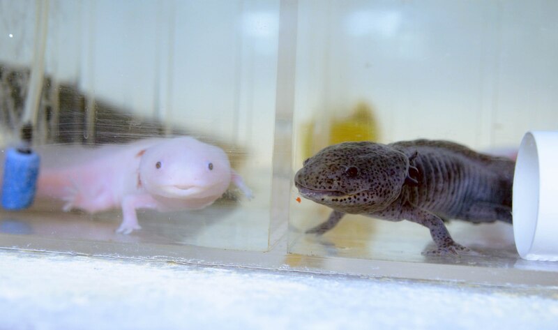 Axolotl, una salamandra mexicana en peligro de extinción