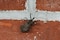 Día Mundial del Chagas: una enfermedad silenciosa que afecta a millones en América Latina