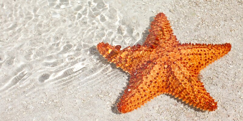 Estrella de mar naranja en la orilla de la playa