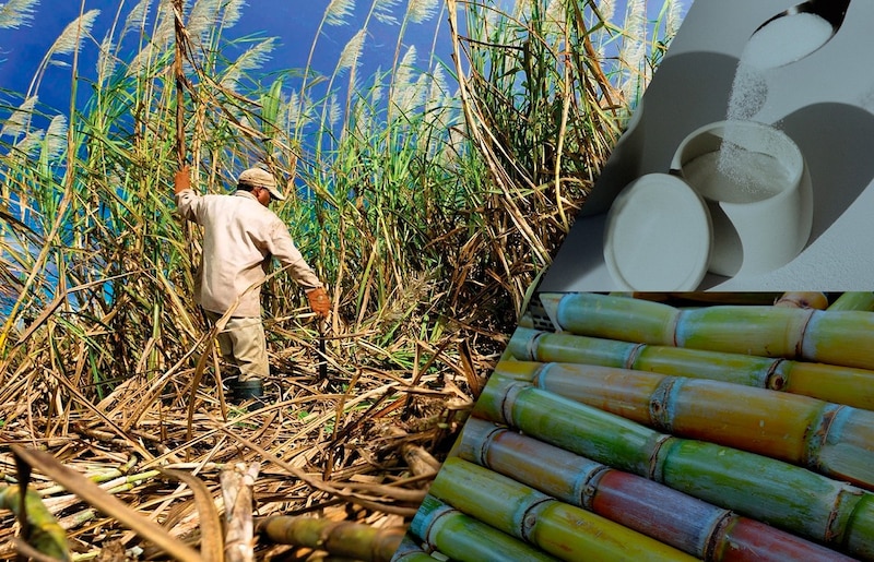 La producción de azúcar en Cuba