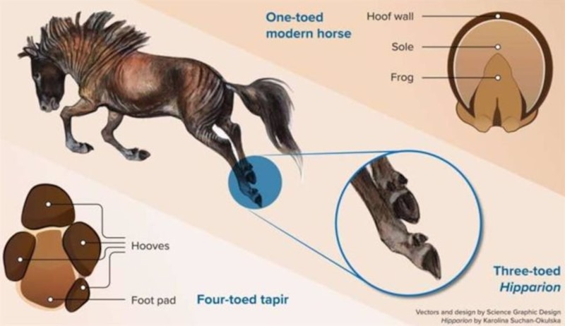 Evolución del pie del caballo
