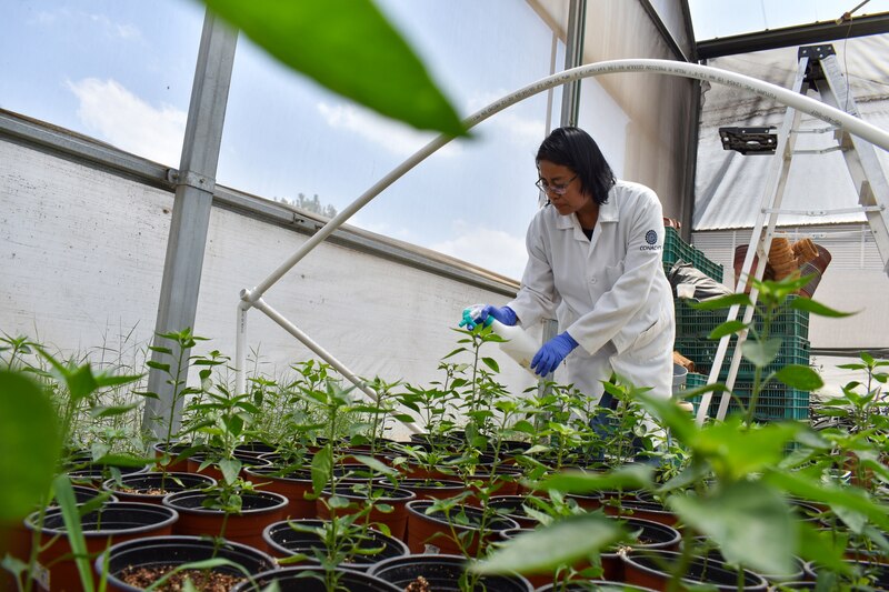 Mujer regando plantas en un invernadero