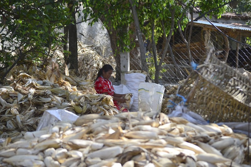 Mujer desgranando maíz