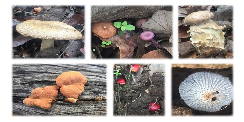 Variedades de hongos