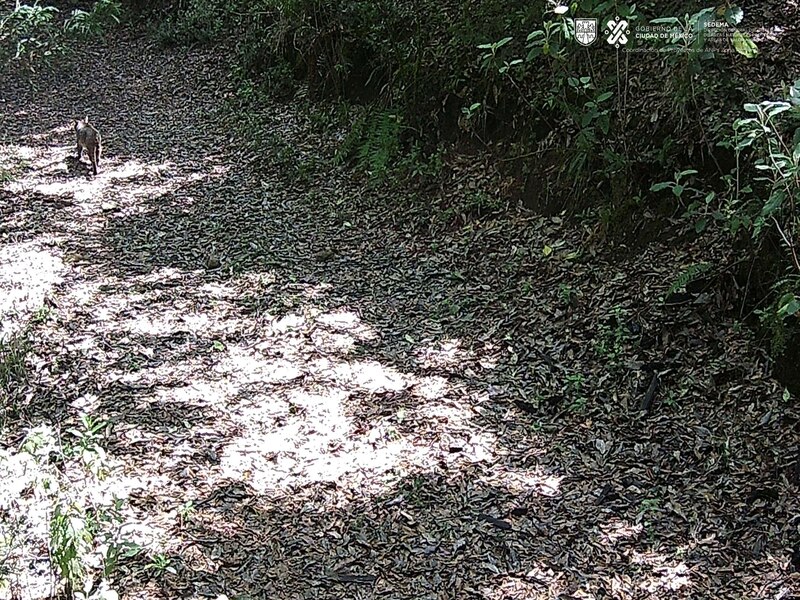 Jaguar en el Bosque de Chapultepec
