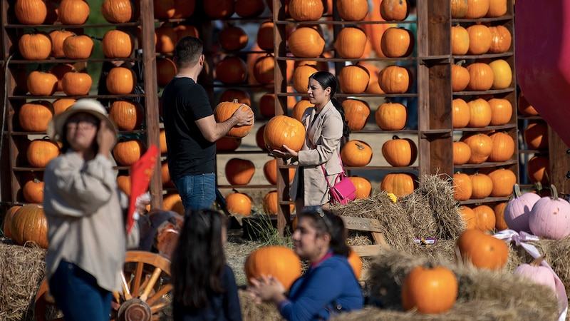 Una pareja escogiendo calabazas en un mercado de otoño