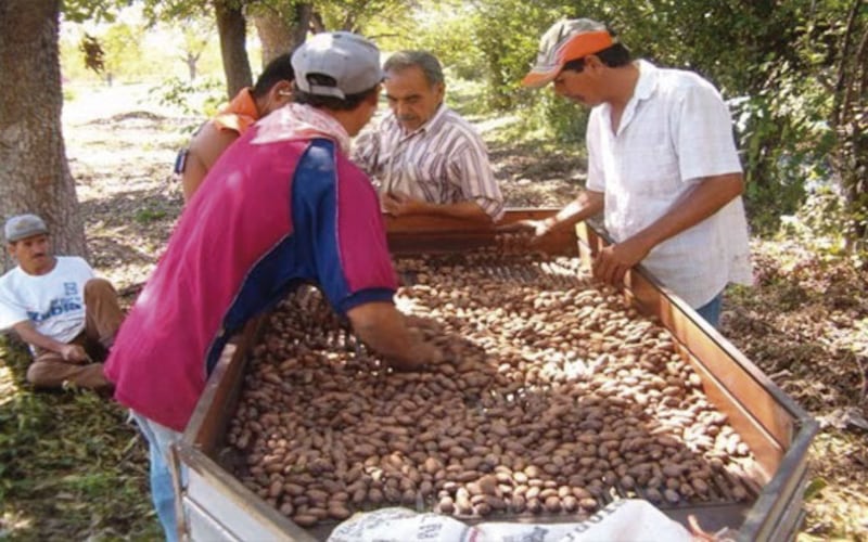 Cosecha de nueces