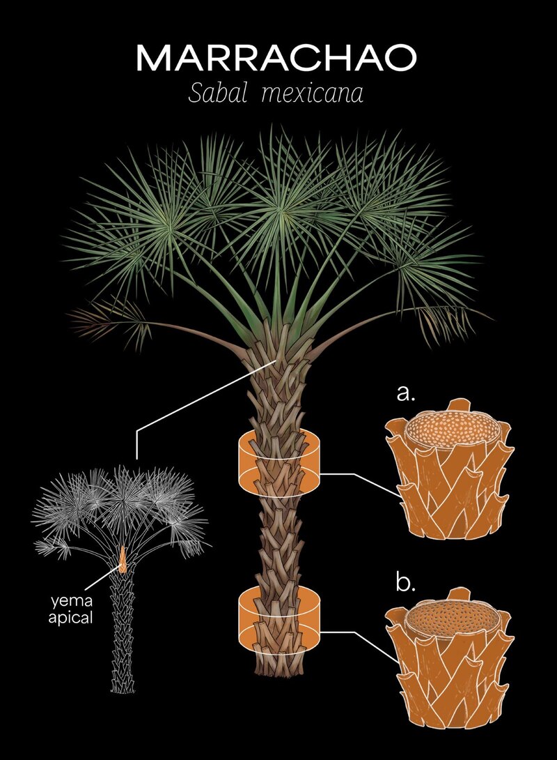 Las palmeras, no son árboles, son plantas arborescentes, parecidas en su forma de vida a los árboles.