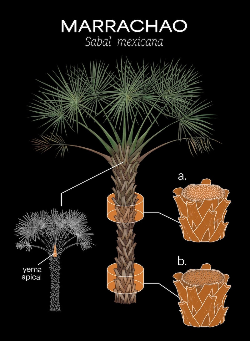 Las palmeras, no son árboles, son plantas arborescentes, parecidas en su forma de vida a los árboles.