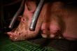 Igualdad Animal. Europa: industria ganadera acapara reuniones con responsables oficiales del bienestar animal
