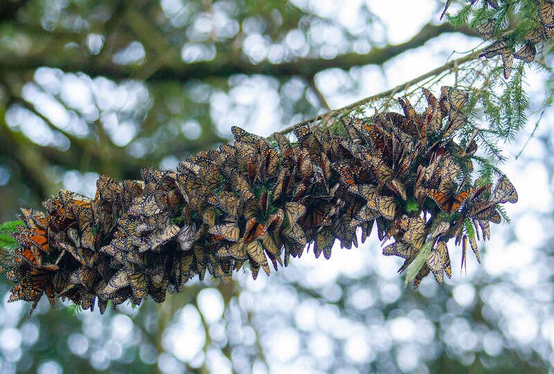 Mariposas monarca en un árbol