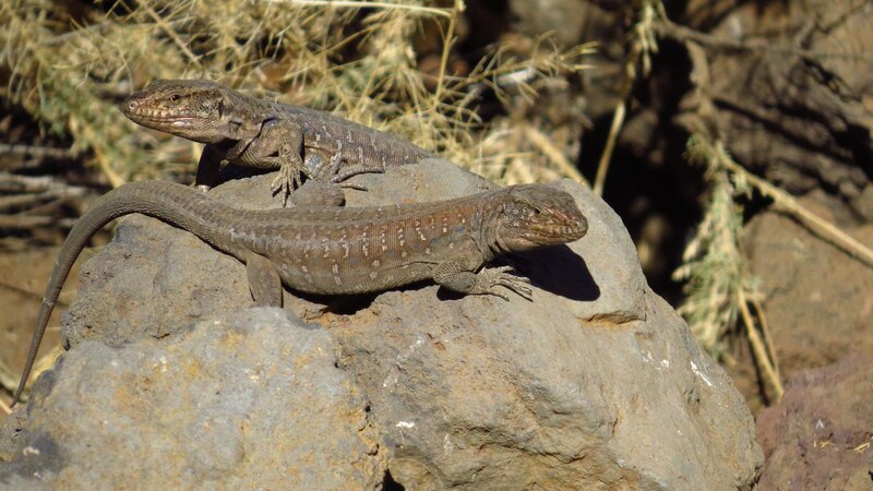 lagartos, tomando el sol, sobre una roca, en Canarias