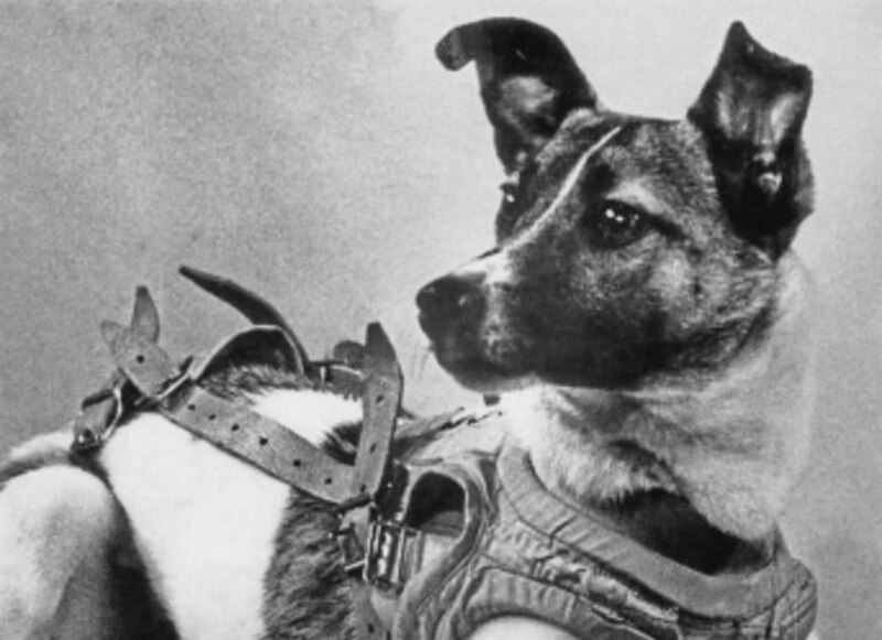 Laika, la perrita que viajó al espacio