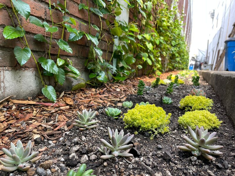 Jardín suculento