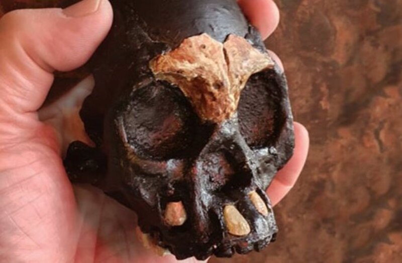 Descubren en Etiopía el cráneo de un homínido de 3,8 millones de años
