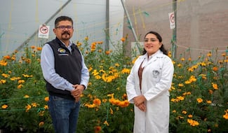 Universidad Autónoma de Chapingo investiga el uso de cempasúchil para sanar suelos y recursos hídricos agrícolas
