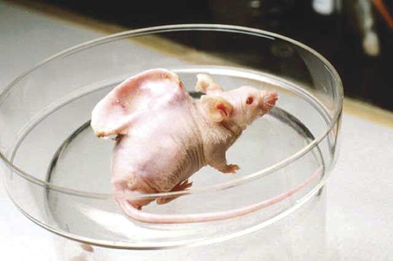 Ratón de laboratorio sin pelo