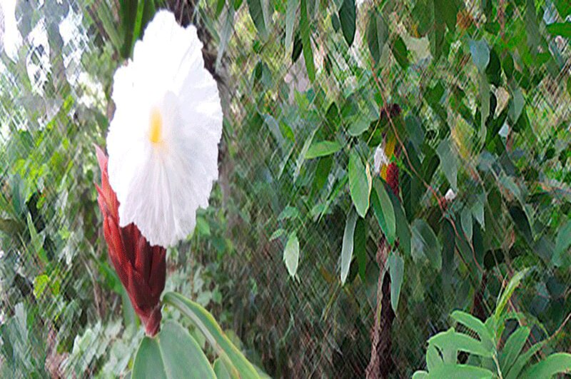 Flor de jengibre