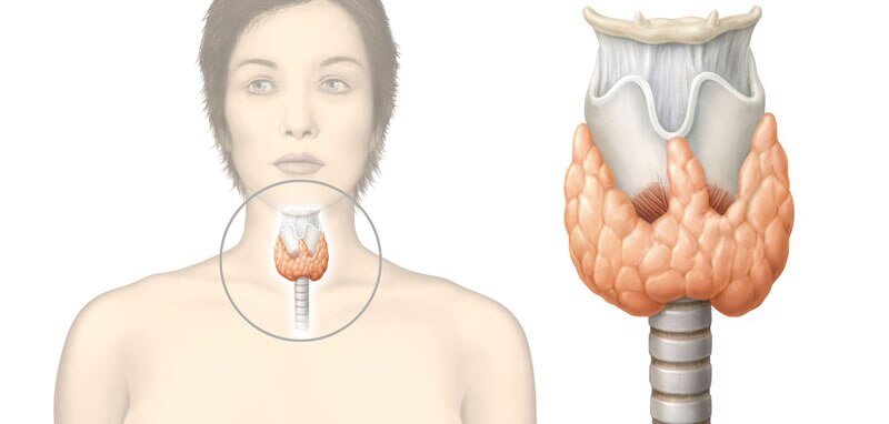 Anatomía de la glándula tiroides