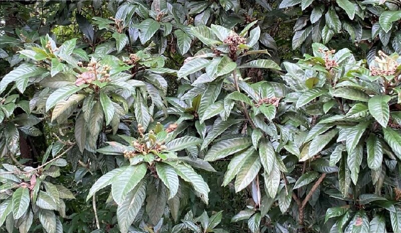 Árbol de madroño