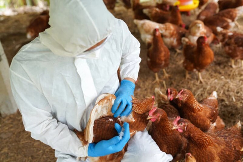 Veterinario vacunando a una gallina