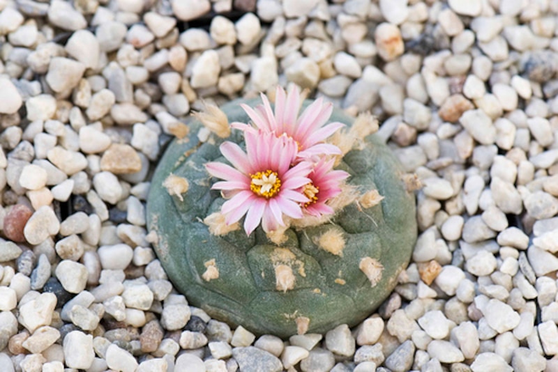 Una hermosa flor de cactus