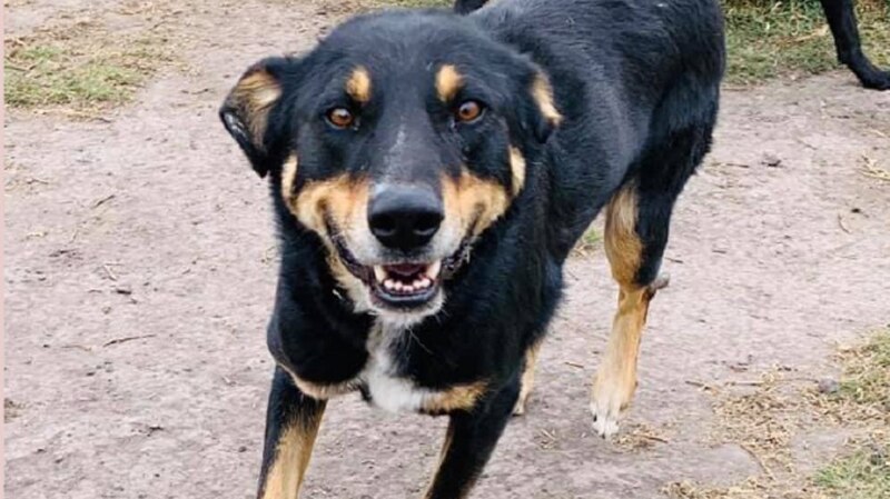 Perro mestizo negro y marrón