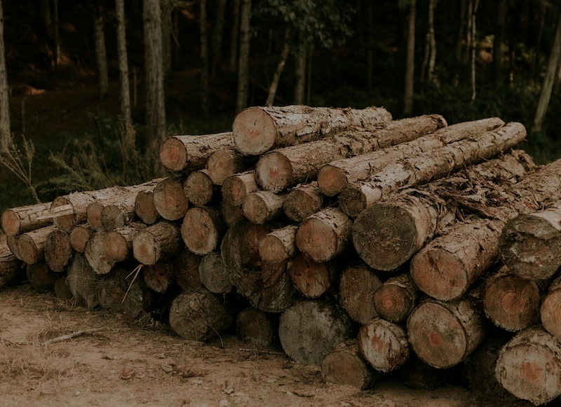 Autoridades ambientales y de seguridad articulan esfuerzos para combatir la tala ilegal en bosques y selvas de México