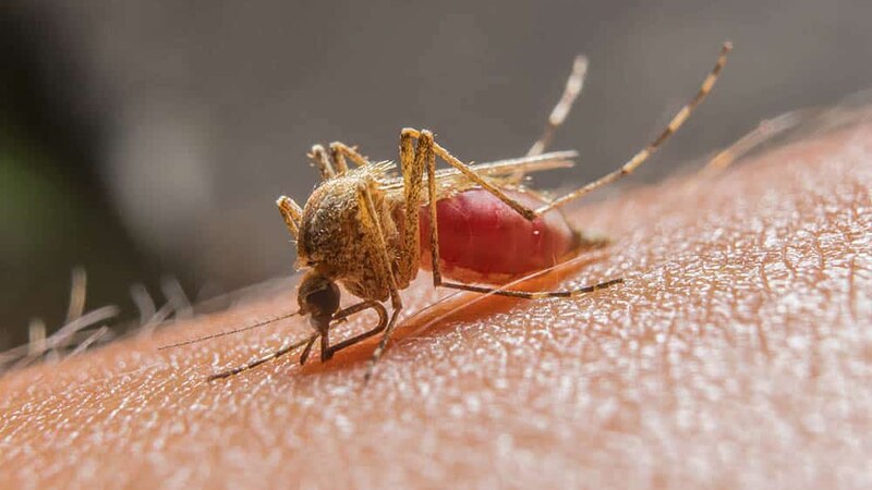 Mosquito tomando sangre