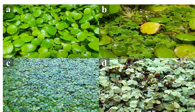 Diferentes tipos de plantas acuáticas