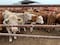 Se aplicaron protocolos sanitarios en Nuevo León después de hallar gusano barrenador en el ganado 